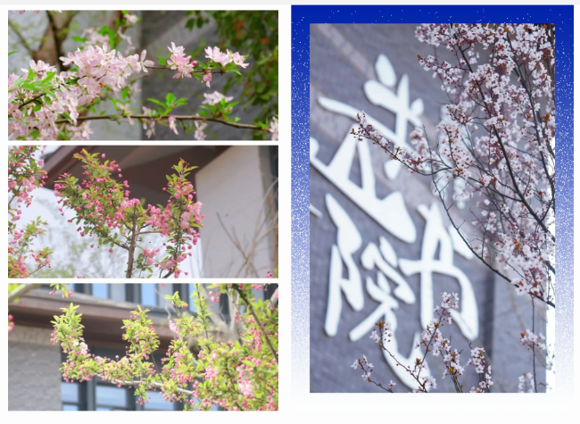 零距离体验成外魅力！4月19日，邀您全面解锁这所学校育人之道 ——德阳成外高级中学2026